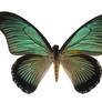 Butterfly Specimen 22