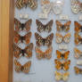 Butterfly Specimen 24