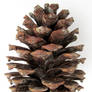 Pine Cone stock