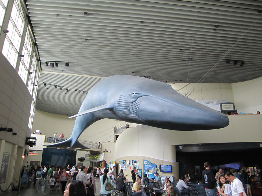 Whale Sculpture stock by chamberstock