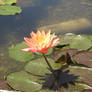 Waterlily 3