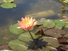 Waterlily 3