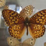 Butterfly Specimen 28