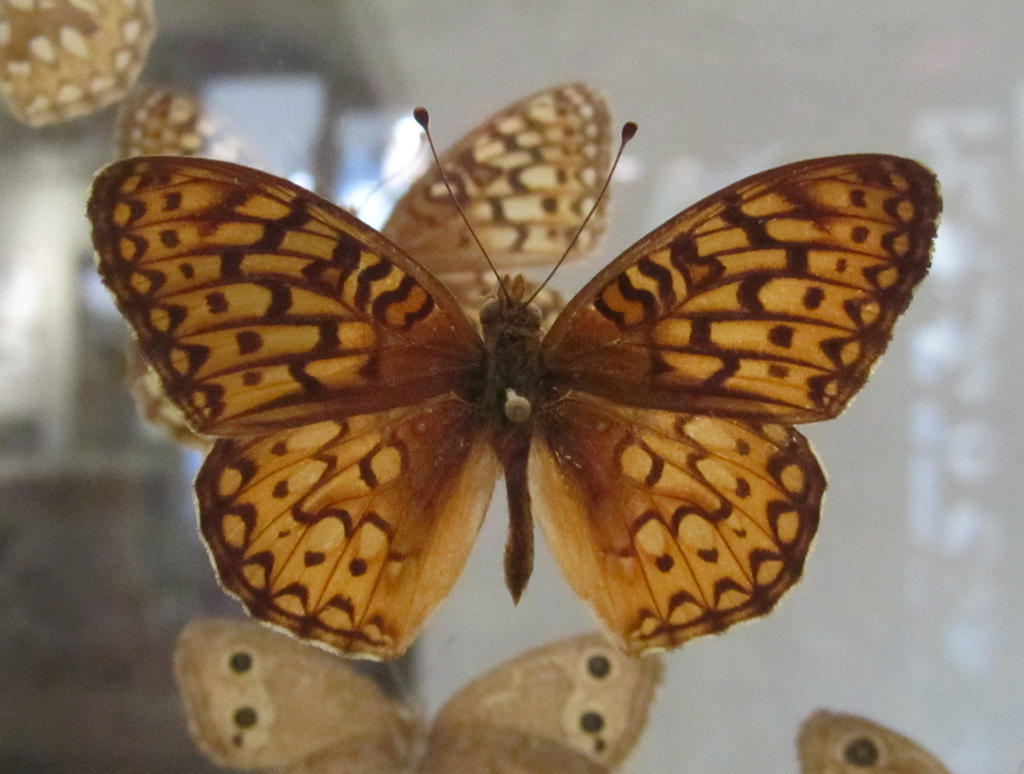 Butterfly Specimen 28