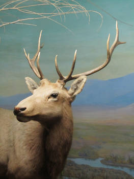 Taxidermy 10