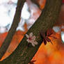 Trunk Flower