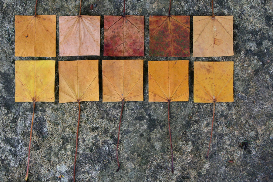 Geometric Autumn VIII