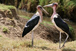 Two storks by myp55