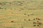 Morning wildebeest by myp55