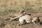 Sleepy cheetahs II by myp55