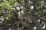 Leopard in a tree by myp55