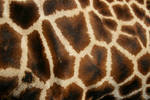 Giraffe print III by myp55