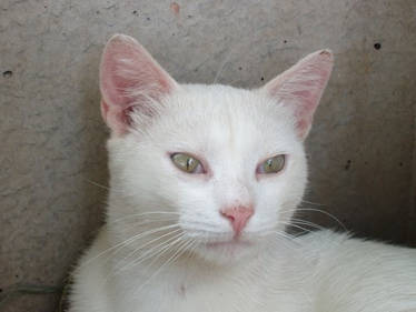 Gatto Bianco 2