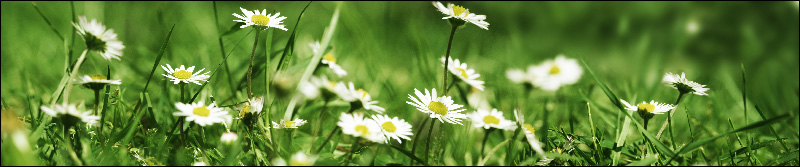 Flower field