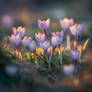 spring crocus flowers