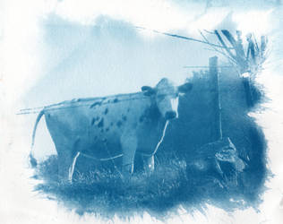 Cyanotype Cow