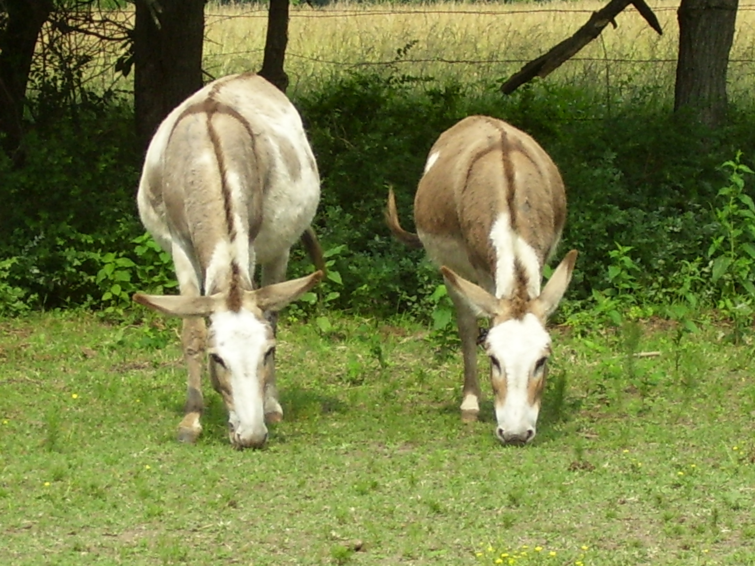 donkeys 01