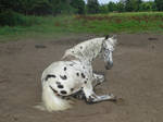 dalmation lying down 01. by greenleaf-stock