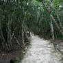 jungle path 01.