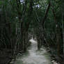 jungle path 02.