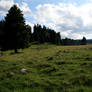 alpine meadow 08.
