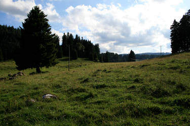 alpine meadow 08.