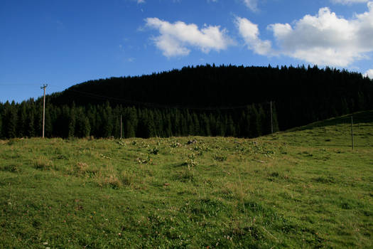 alpine meadow 11.