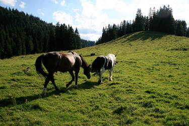 horses in alpine meadow 01.