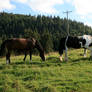 horses in alpine meadow 02.