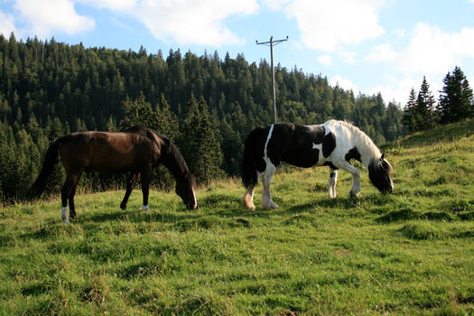 horses in alpine meadow 02.