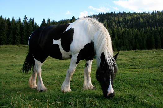 gypsy vanner 01.