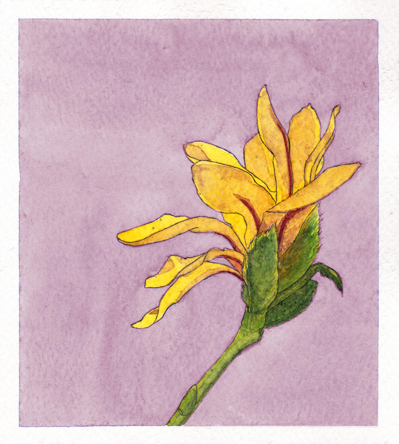 Magnolia On Mountbatten Pink By Inspiredtangle On Deviantart