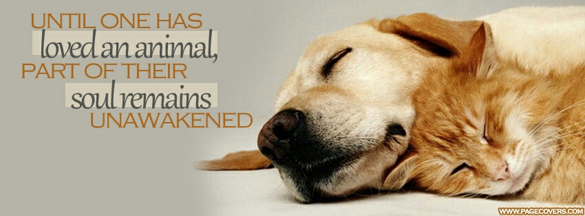 Love an animal by CreativeMark24 on DeviantArt Love an animal by CreativeMark24 on DeviantArt