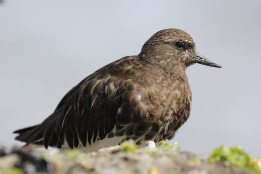 Black Turnstone