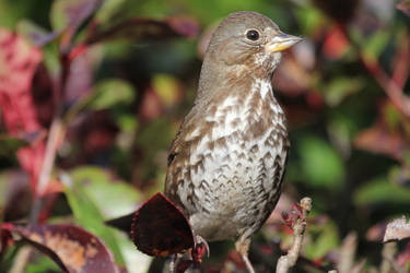 Sparrow Portrait