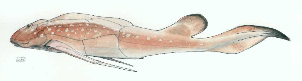 Bothriolepis