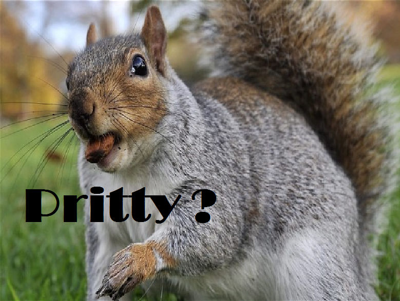 Random Squirrel The Random Squirrel Meme by MelindaRight on DeviantArt