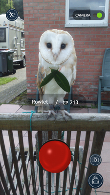 A Wild Rowlet Appeared