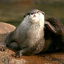 Otter.