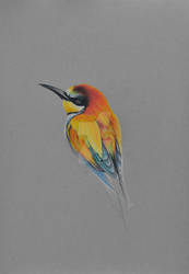 Bee-Eater