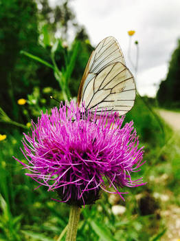 Queen of the Summer