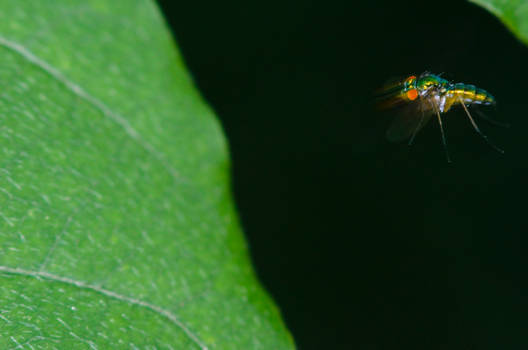 Fly in Flight 2