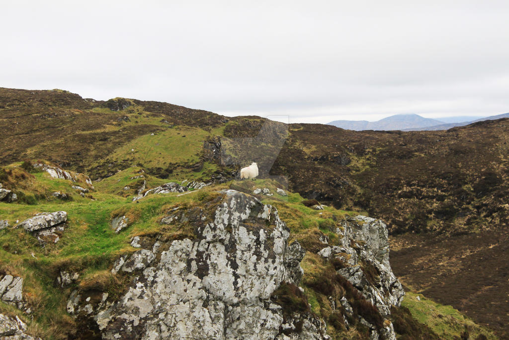 Sheep on the Mountain