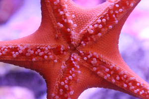 Starfish by sethharr