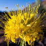 Desert Flower