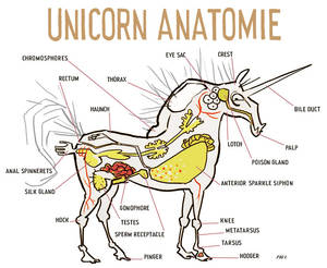The Unicorn's Anatomy.