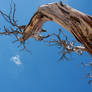 Old Bark and Blue Skies