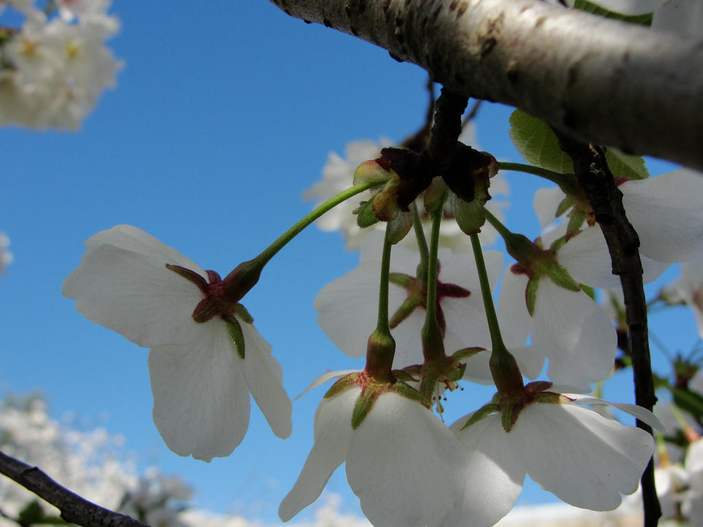 Cherry Blossom 2