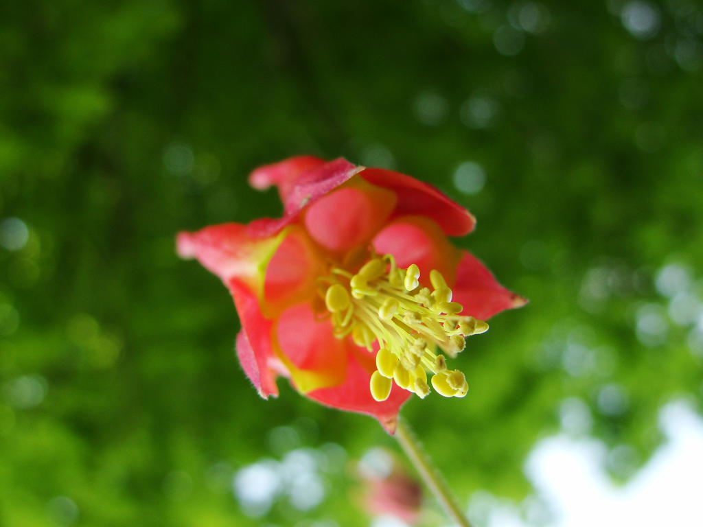 Eastern Red Columbine