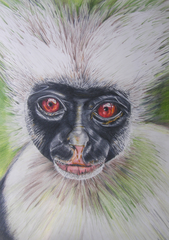 monkey drawing